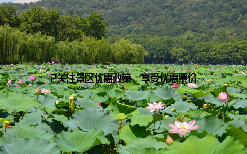 2关注景区优惠政策, 享受优惠票价